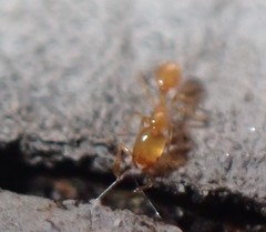 Solenopsis zeteki