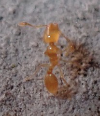 Solenopsis zeteki