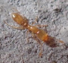 Solenopsis zeteki