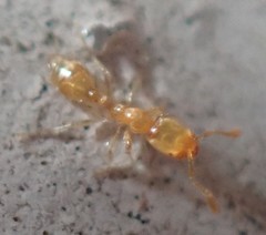 Solenopsis zeteki