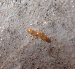Solenopsis zeteki