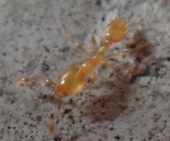Solenopsis zeteki