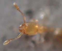 Solenopsis zeteki