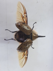 Dynastes hyllus