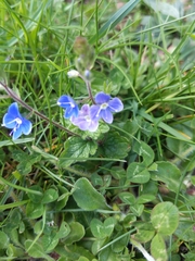 Veronica chamaedrys