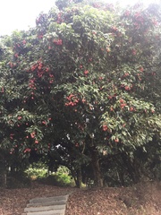 Litchi