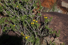 Euryops nodosus