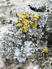 Xanthoria parietina