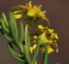 Euryops nodosus