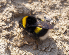 Bombus lucorum