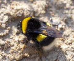 Bombus lucorum