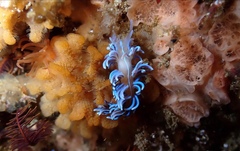 Phyllodesmium horridum