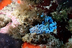 Phyllodesmium horridum