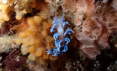 Phyllodesmium horridum