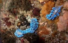 Phyllodesmium horridum