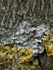 Parmelia sulcata