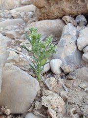 Pteranthus dichotomus