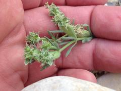 Pteranthus dichotomus