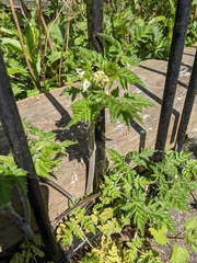 Anthriscus sylvestris