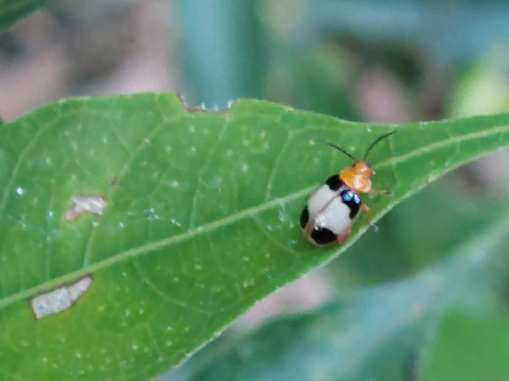Phygasia diluta