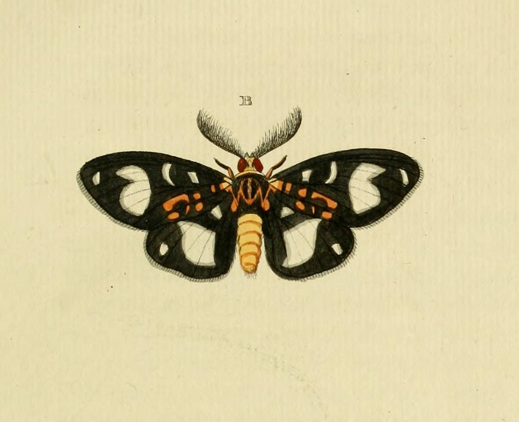 Bracca barbara