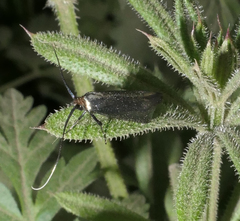 Adela reaumurella