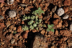 Lasiopogon