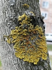 Xanthoria parietina