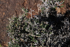Wahlenbergia nodosa