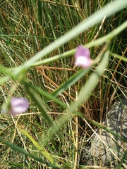 Lathyrus setifolius
