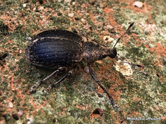 Liophloeus tessulatus