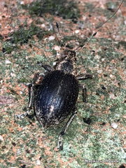 Liophloeus tessulatus