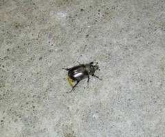 Strategus aloeus