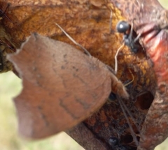 Catacroptera cloanthe