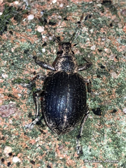 Liophloeus tessulatus