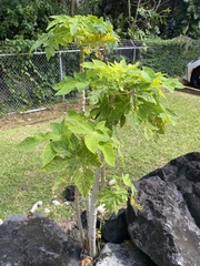 Carica papaya