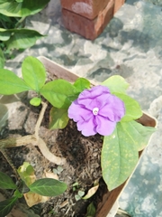 Brunfelsia pauciflora