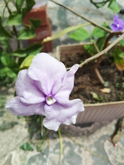 Brunfelsia pauciflora