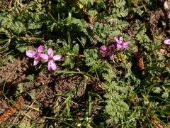 Erodium cicutarium cicutarium
