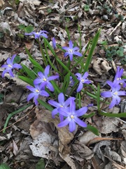 Scilla luciliae