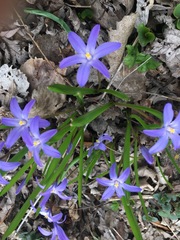 Scilla luciliae