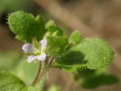 Veronica sublobata