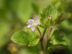 Veronica sublobata