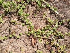 Veronica sublobata