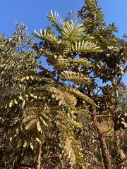 Stryphnodendron adstringens