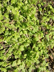Veronica sublobata