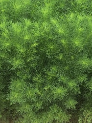 Magnoliopsida