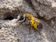 Andrena helvola