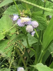 Lepidoptera