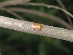 Ascra conspersa